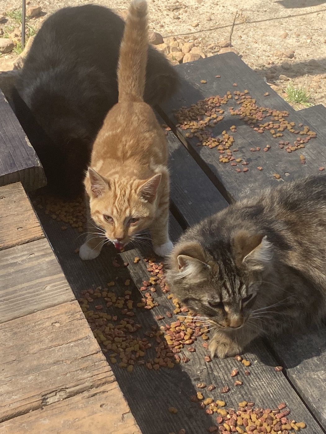 Cats at breakfast time