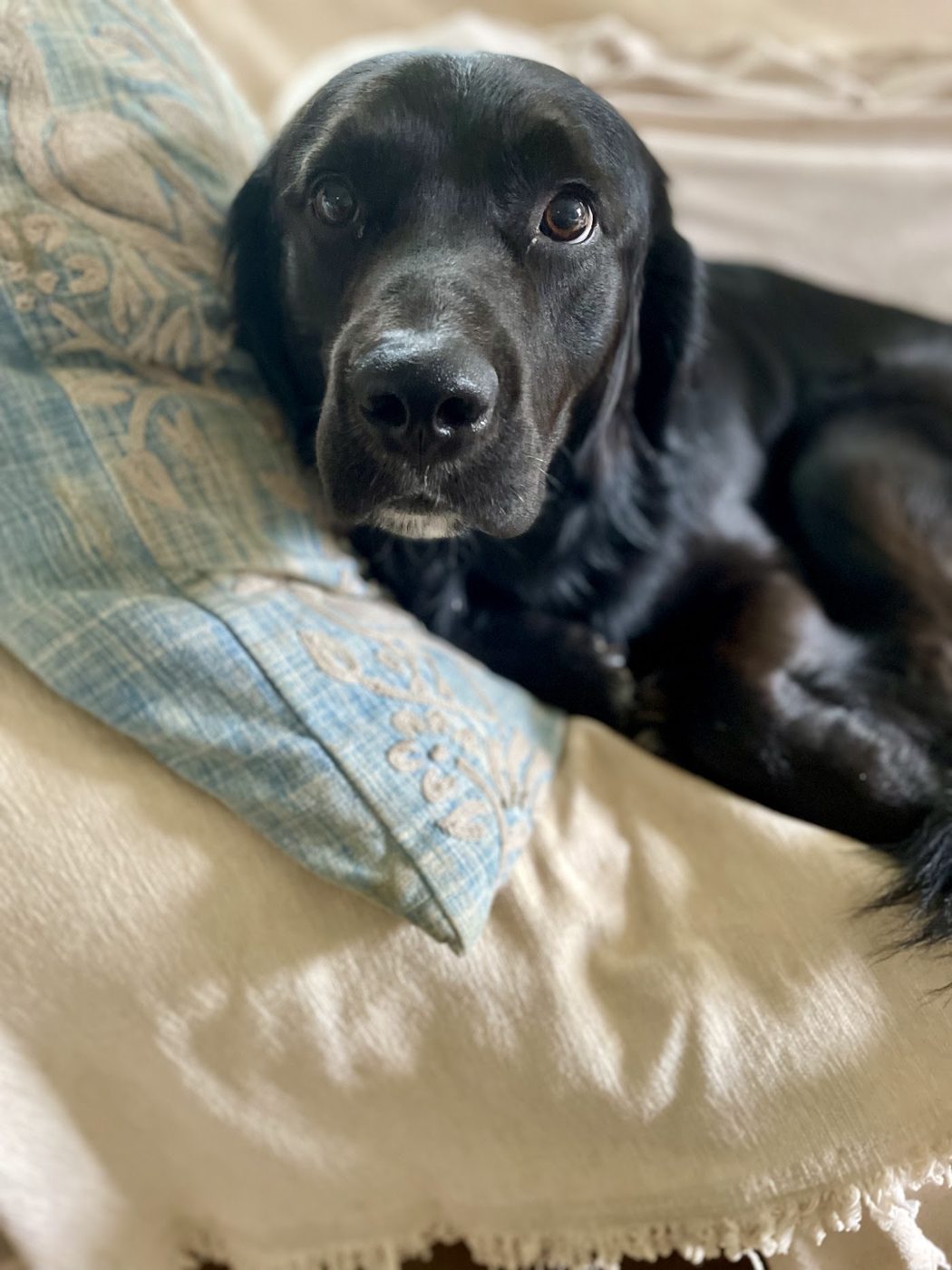 Black dog relaxing on a blanket