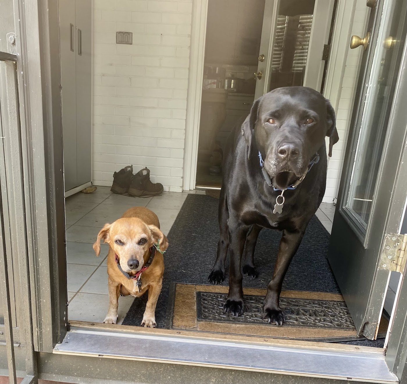 Two dogs waiting at the door