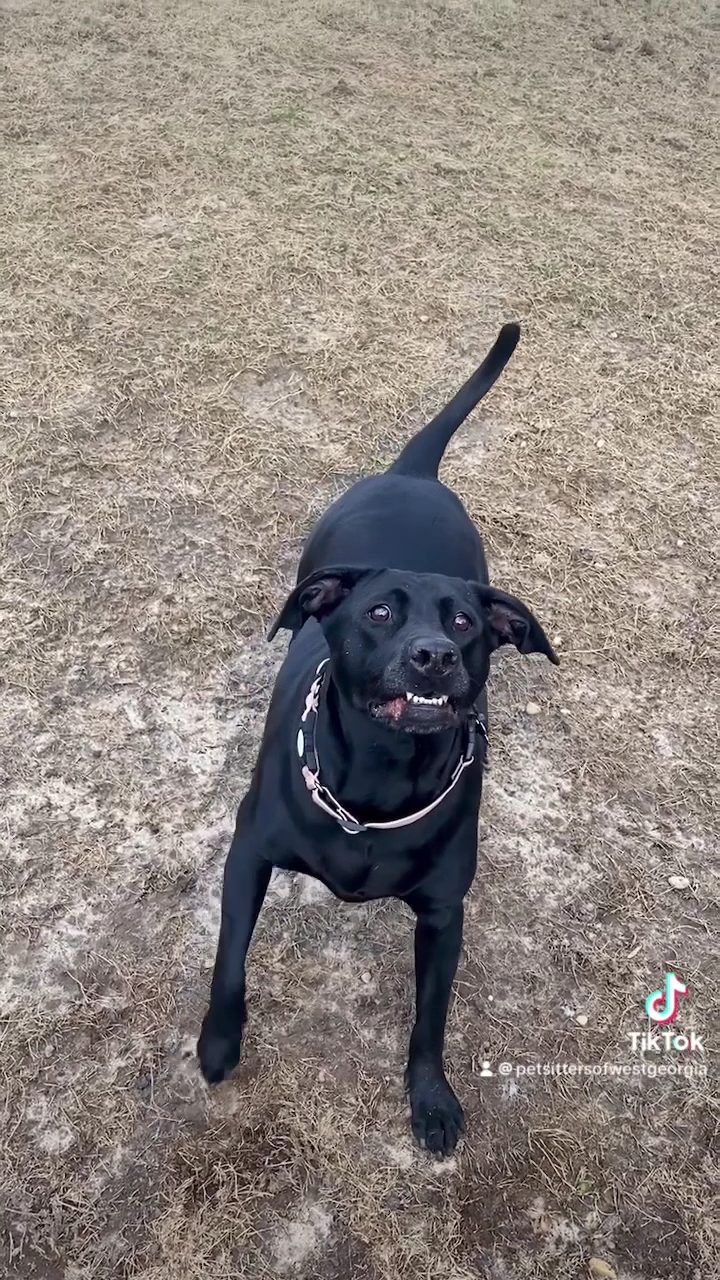 A happy black lab cared for by Pet Sitters of West Georgia