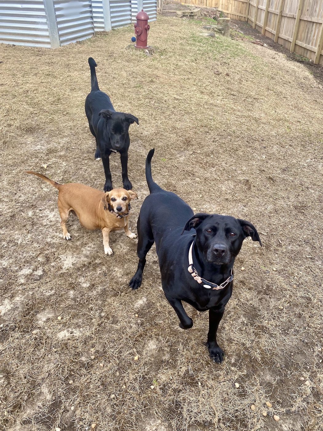 Three dogs playing in the yard