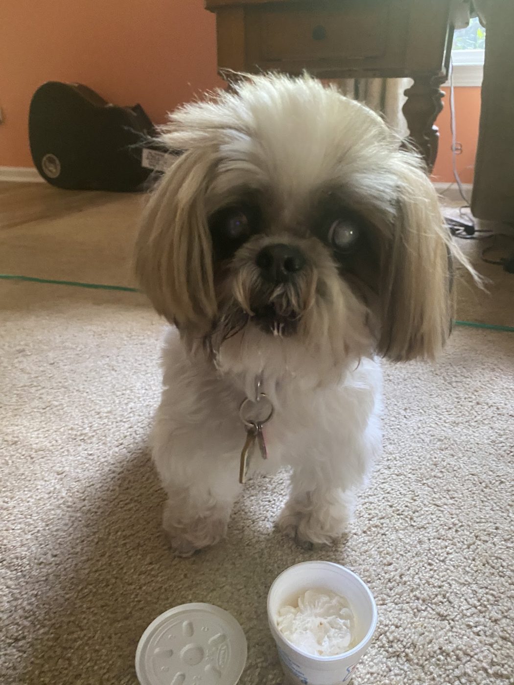 Shih Tzu guest