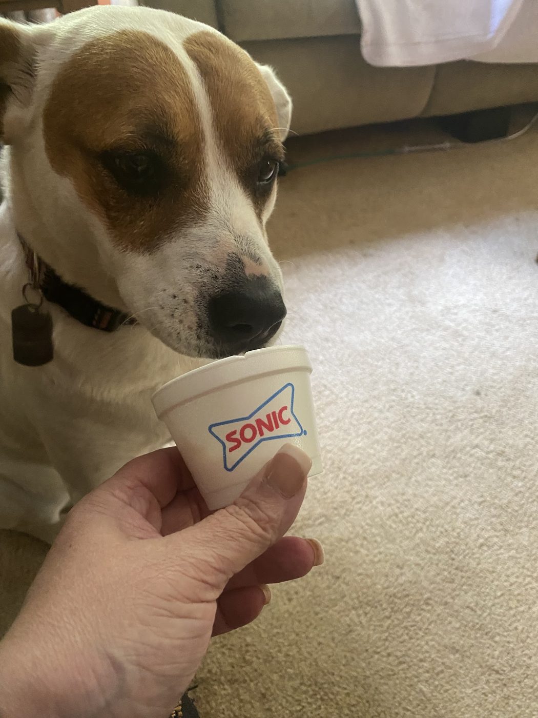 A pup enjoying a treat cup