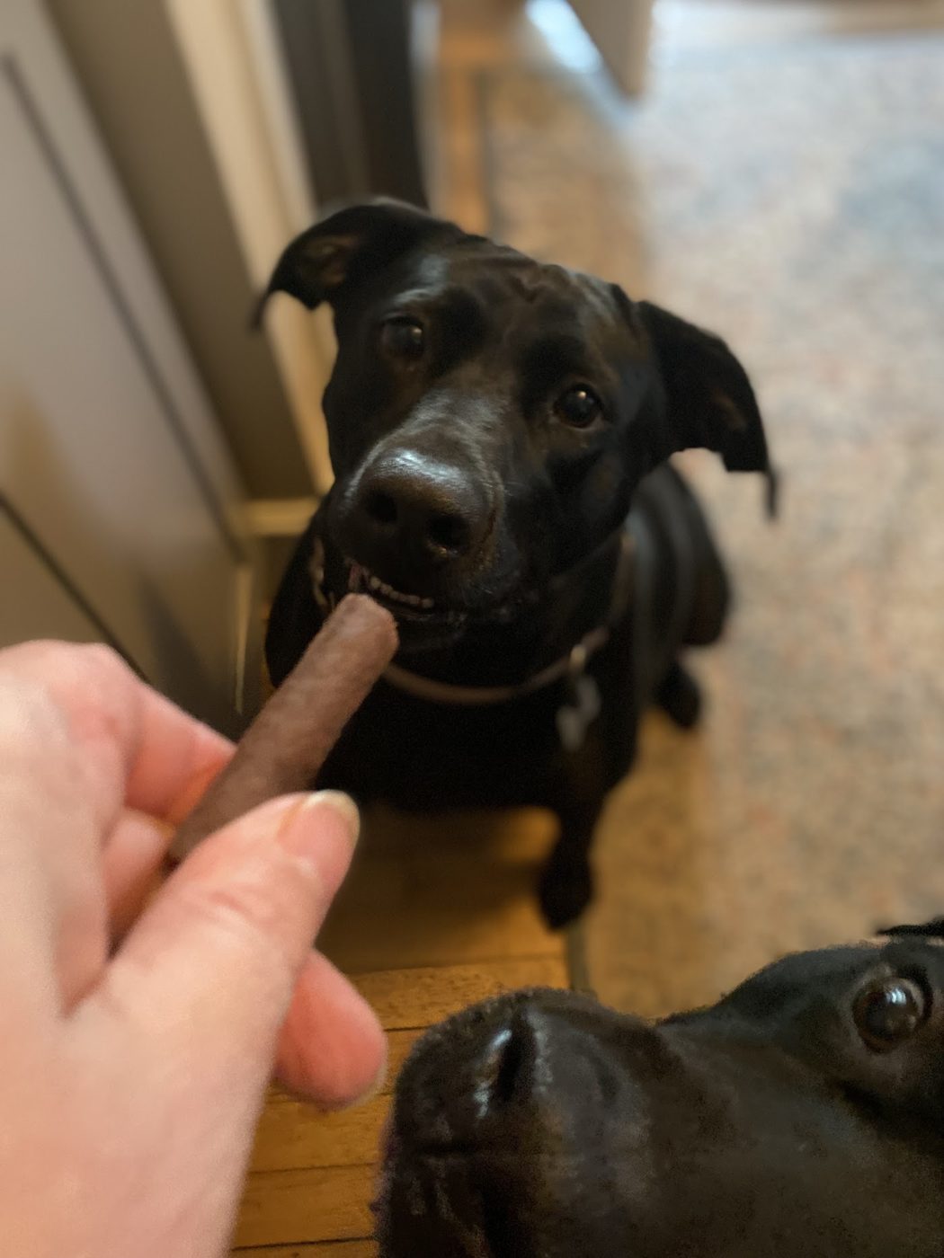 Kerri giving a treat to a dog in her care